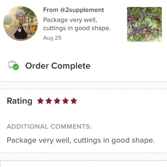 8 Purple Heart Plant Cuttings 💜 - Picture 5 of 5